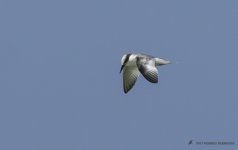 least tern.jpg