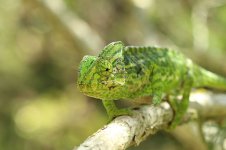 Chameleon sp 5.jpg