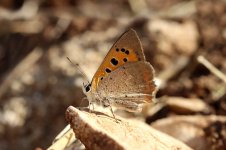 Small Copper sp 1.jpg