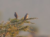 African Grey Flycatcher.jpg