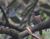 Scaly Breasted Kingfisher_Tomohon_300617a.jpg