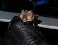 Brown Long Eared Bat.JPG