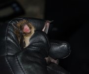 Nathusius pipistrelle.JPG