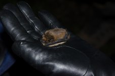 Soprano Pipistrelle (2).JPG