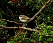 P1160007 (2) A Grdn. Lesser Whitethroat 18.9.15 for comp..jpg