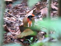 Rail-babbler.JPG