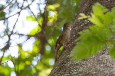 prinia.jpg