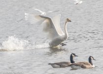 whooper swan-4685.jpg