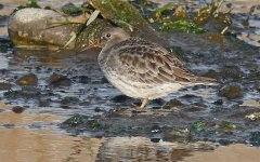 P1810583pse Purple Sandpiper.jpg