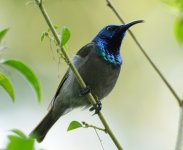 green-headed sunbird.JPG