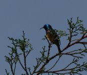 blue headed sunbird.jpg
