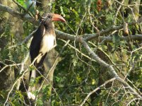 Crowned Hornbill klein.jpg