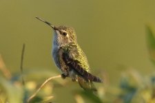 Henderson bird preserve, Las Vegas, USA 10-2017 v_0007 v2_edited-1.jpg