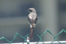 0a- pos Eastern Kingbird 07-18-2014 Downtown Ft Myers FL 002.jpg