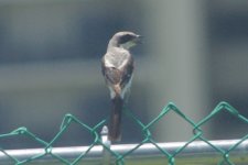 0a- pos Estern Kingbird 07-18-2014 Downtown Ft Myers FL 001.jpg