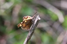 Nettle-tree Butterfly sp 2.jpg