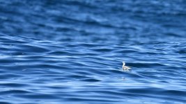 grey phalarope 1 (1024x576).jpg