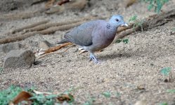 DSC08350 Madagascar Turtle Dove @ Mauritius.jpg