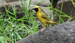 DSC08387 Village Weaver @Mauritius.jpg