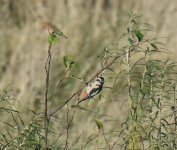 GS Woodpecker_Girdle Ness_041117a.jpg