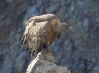 Griffon vulture.jpg