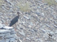 black stork in monfrague spain.jpg