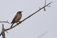 Which bird? North Bangalore.jpg