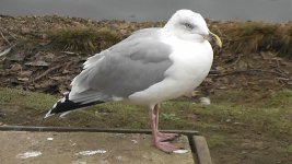 Herring Gull.jpg