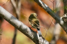 Red-Flanked Bluetail (2).jpg