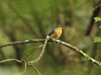 Sulawesi jungle flycatcher.JPG