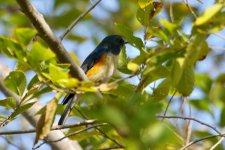 Red-Flanked Bluetail (6).jpg