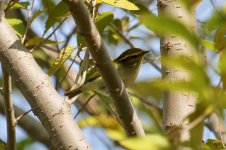 Pallas's Leaf Warbler.jpg