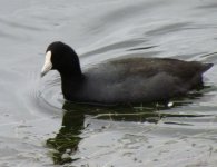 One-coot.jpg