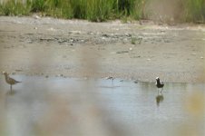 Blackbellied or American Golden.jpg