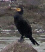 Phalacrocorax-2.jpg