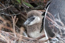 African Penguin rsa 3.jpg