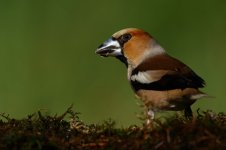 20170619 (77)_Hawfinch.JPG