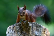 20170621 (55)_Red_Squirrel.JPG