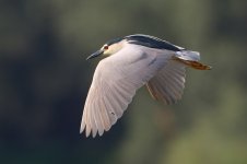 20170621 (80)_Night_Heron.JPG