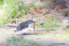 White-browed Robin_17-06-21__F3A9889.jpg