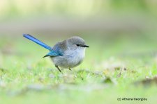 Splendid Fairywren_17-06-21__F3A9969-Edit.jpg