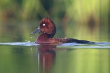 20170622 (29)_Ferruginous_Duck.JPG