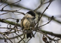 Willow Tit Jan 09_02-2.jpg