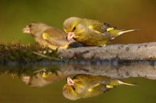 20170622 (70)_Greenfinch.JPG