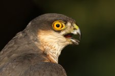 20170622 (77)_Sparrowhawk.JPG