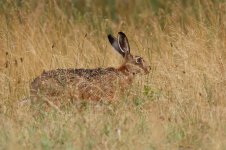 20170623 (16)_Brown_Hare.JPG