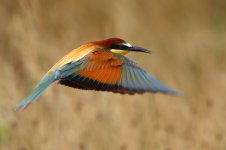 20170623 (25)_European_Bee-eater.JPG