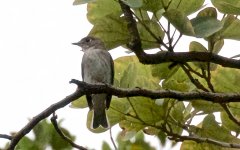 Asian Brown Flycatcher.jpg