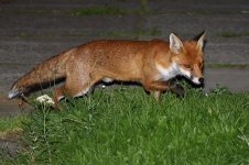 20170901 (1)_Red_Fox.JPG