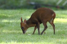 20170919 (2)_Muntjac.JPG